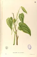 Бетель (Piper betle). Ботаническая иллюстрация
