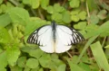 Бабочка вида Prioneris thestylis
