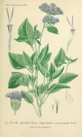 Агератум Гаустона (Ageratum houstonianum). Ботаническая иллюстрация