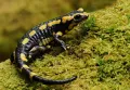 Животное-биоиндикатор огненная саламандра (Salamander salamandra)