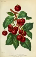 Вишня (Prunus subgen. Cerasus). Ботаническая иллюстрация