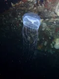 Медуза экворея (Aequorea victoria)