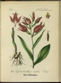 Пыльцеголовник красный (Cephalanthera rubra). Ботаническая иллюстрация