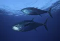 Обыкновенные тунцы (Thunnus thynnus)