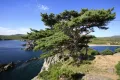 Сосна густоцветковая (Pinus densiflora). Дальневосточный морской заповедник
