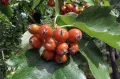 Рябина широколистная (Karpatiosorbus latifolia). Плоды Рябина широколистная (Karpatiosorbus latifolia). Плоды