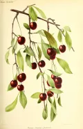 Вишня степная (Prunus fruticosa). Ботаническая иллюстрация