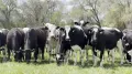 Выпас крупного рогатого скота на пастбище