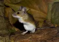Желтогорлая мышь (Apodemus flavicollis)