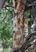 Берёза туркестанская (Betula turkestanica). Кора