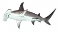 Молотоголовые акулы. Обыкновенная акула-молот (Sphyrna zygaena)