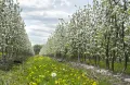 Белгородская область. Цветение яблони в Корочанском плодопитомнике