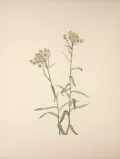 Анафалис жемчужный (Anaphalis margaritacea). Ботаническая иллюстрация