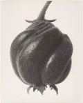 Blumenbachia hieronymi. 1915–1925. Фото: Карл Блоссфельдт