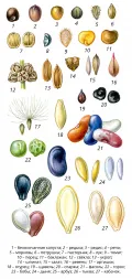 Схематическое изображение формы семян
