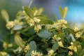 Цветущие побеги самшита вечнозелёного (Buxus sempervirens)