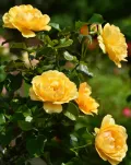 Роза флорибунда, сорт 'Amber Queen'