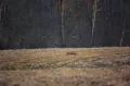 Охота обыкновенной лисицы (Vulpes vulpes). Великолукский район, Псковская область