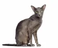 Ориентальная короткошёрстная кошка