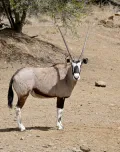 Обыкновенный орикс (Oryx gazella)