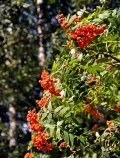 Рябина обыкновенная (Sorbus aucuparia). Верхушка ветви с соплодиями