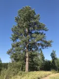 Сосна жёлтая (Pinus ponderosa)