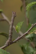 Берёзовая пяденица (Biston betularia). Гусеница
