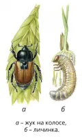 Хлебный жук (Anisoplia austriaca). Фазы развития