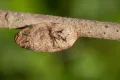 Сосновый шелкопряд. Куколка (Dendrolimus pini)