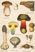 Базидиомицеты (Basidiomycota)