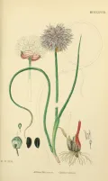 Лук-шнитт (Allium schoenoprasum). Ботаническая иллюстрация