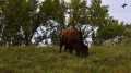 Бизон в национальном заповеднике дикой природы Нила Смита (штат Айова, США)