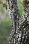 Бородатая ящерица (Pogona barbata). Фауна Австралии