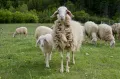 Овцы породы ассаф