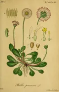 Маргаритка многолетняя (Bellis perennis). Ботаническая иллюстрация