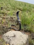 Ошейниковая кобра (Hemachatus haemachatus)