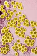 Золотистый стафилококк (Staphylococcus aureus) в поле зрения светового микроскопа