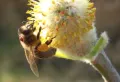Пчелиная вошь на медоносной пчеле (Apis mellifera) 
