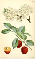 Алыча (Prunus cerasifera). Ботаническая иллюстрация