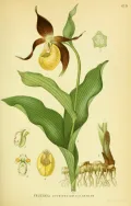 Венерин башмачок настоящий (Cypripedium calceolus). Ботаническая иллюстрация