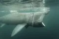 Жаберные щели гигантской акулы (Cetorhinus maximus)