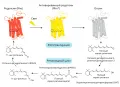 Фотоактивация и регенерация родопсина