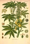 Клещевина обыкновенная (Ricinus communis). Ботаническая иллюстрация