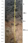 Признаки оглеения в нижней части профиля лугово-чернозёмной почвы