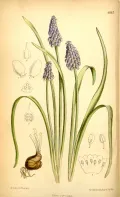 Мускари армянский (Muscari armeniacum). Ботаническая иллюстрация