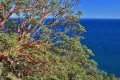 Земляничное дерево на побережье Чёрного моря (Абхазия)