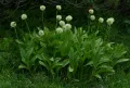 Калба (Allium victorialis)