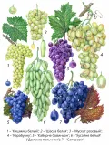 Ботаническая иллюстрация сортов винограда