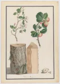 Яблоня лесная (Malus sylvestris). Ботаническая иллюстрация