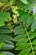 Цветение гледичии трёхколючковой (Gleditsia triacanthos)